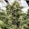 Black Betty Feminized Cannabis Seeds | Black Betty Strain | The Seed Fair