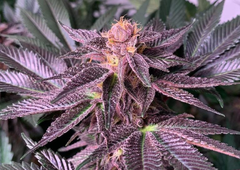 Black Cherry Feminized Seeds | The Seed Fair