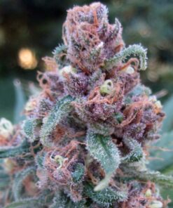 Black Cherry Soda Feminized Cannabis Seeds | Black Cherry Strain | The Seed Fair