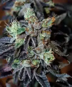 Black Diamond Feminized Cannabis Seeds | Black Diamond Strain | The Seed Fair