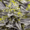 Blackberry Pie Feminized Cannabis Seeds | Blackberry Pie Strain | The Seed Fair