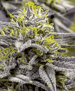 Blackberry Pie Feminized Cannabis Seeds | Blackberry Pie Strain | The Seed Fair