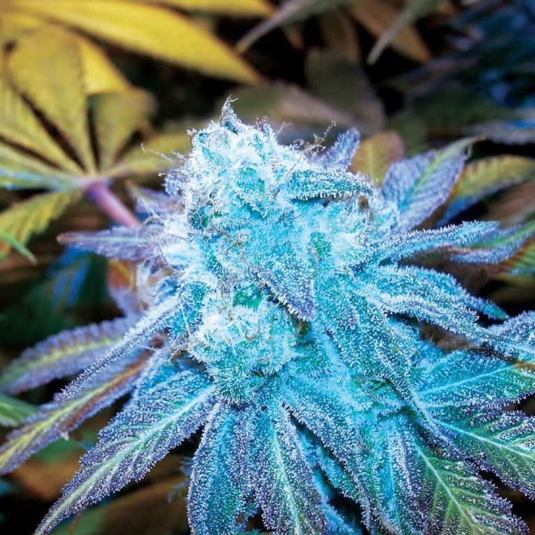 Blue Frost Feminized Seeds | The Seed Fair