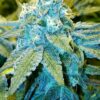 Blue God Feminized Cannabis Seeds | Blue God Strain | The Seed Fair