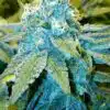 Blue God Feminized Cannabis Seeds | Blue God Strain | The Seed Fair