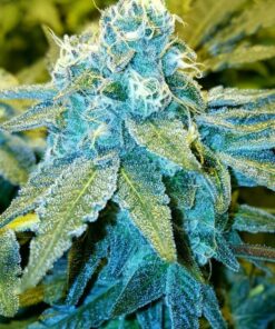 Blue God Feminized Cannabis Seeds | Blue God Strain | The Seed Fair