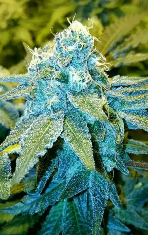 Blue God Feminized Cannabis Seeds | Blue God Strain | The Seed Fair