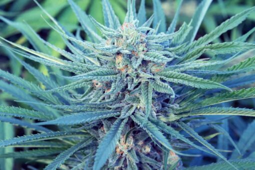 Blue Hawaiian Feminized Cannabis Seeds | Blue Hawaiian Strain | The Seed Fair