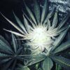 Blue Heron Feminized Cannabis Seeds | Blue Heron Strain | The Seed Fair