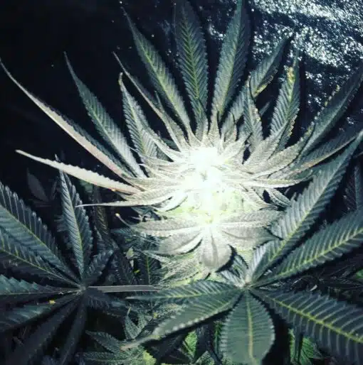 Blue Heron Feminized Cannabis Seeds | Blue Heron Strain | The Seed Fair