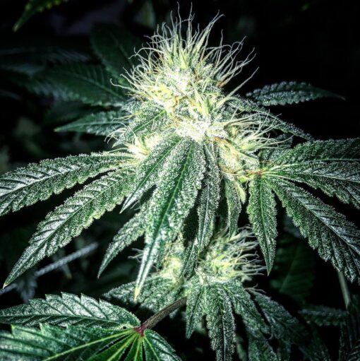 Blue Knight Feminized Cannabis Seeds | Blue Knight Strain | The Seed Fair