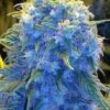 Blue Monster Feminized Cannabis Seeds | Blue Monster Strain | The Seed Fair