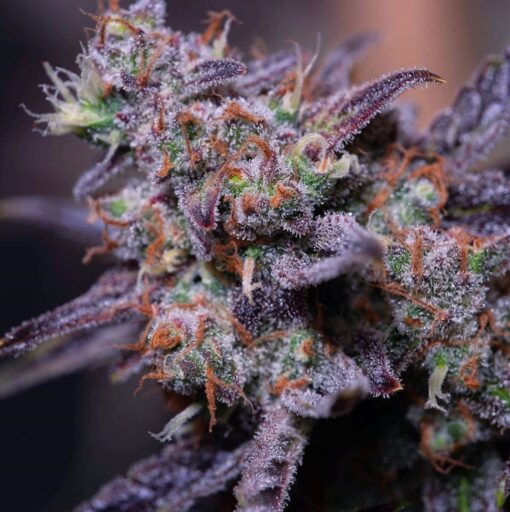 Blue Moon Rocks Feminized Cannabis Seeds | Blue Moon Strain | The Seed Fair