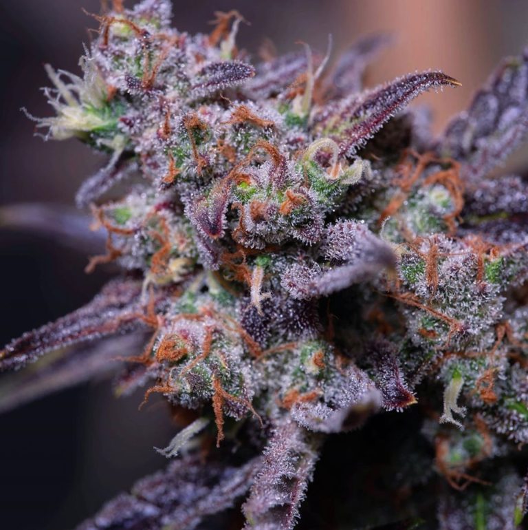 Blue Moon Rocks Feminized Seeds | The Seed Fair