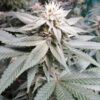 Blue Persuasion Feminized Cannabis Seeds | Blue Persuasion Strain | The Seed Fair