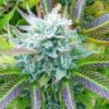 Blue Zkittlez Feminized Cannabis Seeds | Blue Zkittlez Strain | The Seed Fair