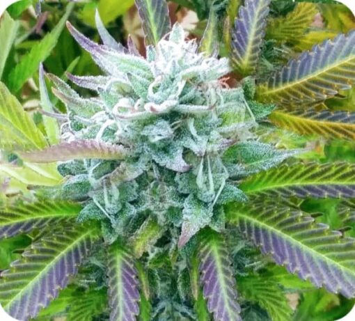 Blue Zkittlez Feminized Cannabis Seeds | Blue Zkittlez Strain | The Seed Fair