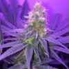 Blueberry Waltz Feminized Cannabis Seeds | Blueberry Waltz Strain | The Seed Fair