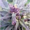 Blueberry Yum Yum Graines de cannabis féminisées | Blueberry Yum Strain | The Seed Fair