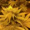 Brand X Feminized Seeds | Brand X Strain | The Seed Fair