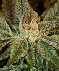 Bubba Tom Hayes Feminized Seeds | Bubba Tom Hayes Strain | The Seed Fair