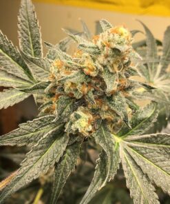 Cactus Feminized Cannabis Seeds | Cactus Feminized Strain | The Seed Fair