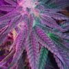 Cadillac Purple Feminized Cannabis Seeds | Cadillac Purple Strain | The Seed Fair