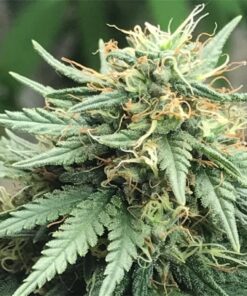 Cannalope Haze Feminized Cannabis Seeds | Cannalope Strain | The Seed Fair