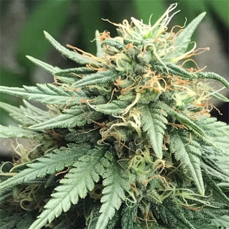 Cannalope Haze Feminized Seeds | The Seed Fair