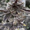 Capers Feminized Cannabis Seeds | Carpers Feminized Strain | The Seed Fair
