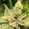 Cascadia Kush Feminized Cannabis Seeds | Cascadia Kush Strain | The Seed Fair