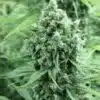 Casey Jones Feminized Cannabis Seeds | Casey Jones Strain | The Seed Fair