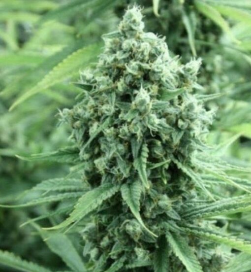 Casey Jones Feminized Cannabis Seeds | Casey Jones Strain | The Seed Fair