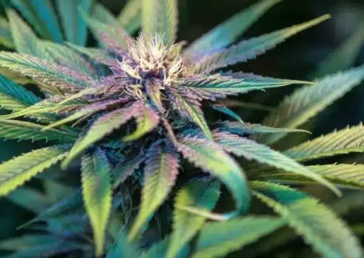 Cat Piss Feminized Cannabis Seeds | Cat Piss Strain | The Seed Fair