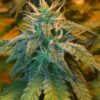 Champagne Kush Feminized Cannabis Seeds | Champagne Kush Strain | The Seed Fair