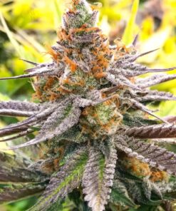 Cheese Quake Feminized Cannabis Seeds | Cheese Quake Strain | The Seed Fair