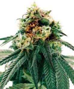 Chem Valley Kush Feminized Cannabis Seeds | Chem Valley Strain | The Seed Fair