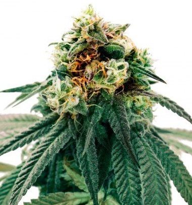 Chem Valley Kush Feminized Cannabis Seeds | Chem Valley Strain | The Seed Fair