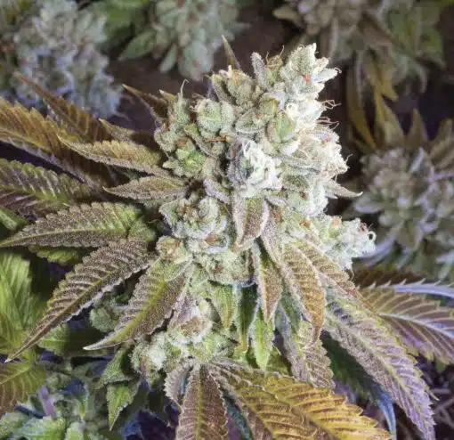 CHR Super OG Feminized Cannabis Seeds | CHR Super OG Strain | The Seed Fair
