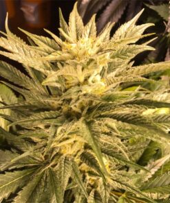 Cinex Feminized Cannabis Seeds | Cinex Feminized Strain | The Seed Fair