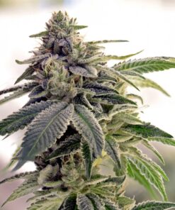 Citrix Feminized Cannabis Seeds | Citrix Feminized Strain | The Seed Fair | The Seed Fair