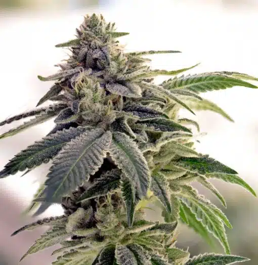 Citrix Feminized Cannabis Seeds | Citrix Feminized Strain | The Seed Fair | The Seed Fair
