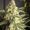 Citrus Sap Feminized Cannabis Seeds | Citrus Sap Strain | The Seed Fair