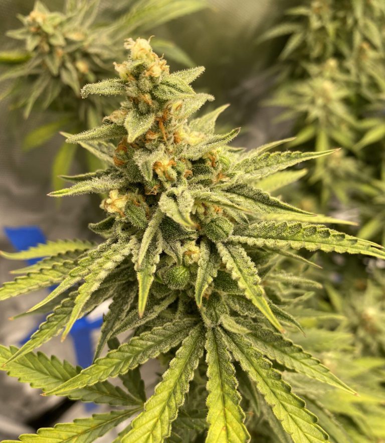 Clementine Feminized Seeds The Seed Fair