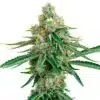 Colorado Bubba Feminized Cannabis Seeds | Colorado Bubba Strain | The Seed Fair