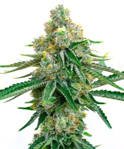 Colorado Bubba Feminized Cannabis Seeds | Colorado Bubba Strain | The Seed Fair