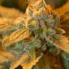 Confidential Cheese Feminized Cannabis Seeds | Confidential Cheese | The Seed Fair