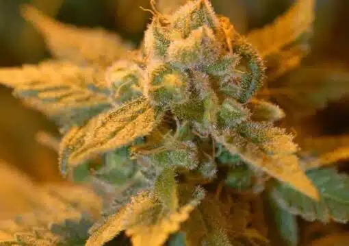 Confidential Cheese Feminized Cannabis Seeds | Confidential Cheese | The Seed Fair