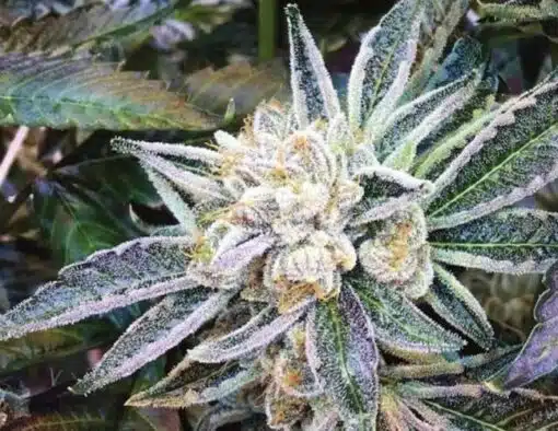Cookie Jar Feminized Cannabis Seeds | Cookie Jar Strain | The Seed Fair