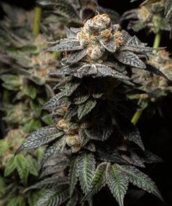 Cookie Monster Feminized Cannabis Seeds | Cookie Monster Strain | The Seed Fair